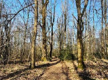 Tocht Stappen Villers - Villers : Marigny et Bois Noé - Photo