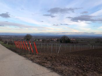 Randonnée Marche Dahlenheim - Froissart schararberg - Photo