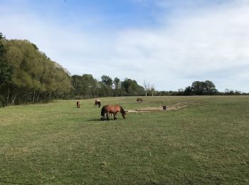 Randonnée Marche Rochefort - Villers-sur-Lesse  - Photo