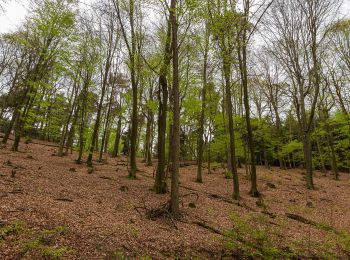 Trail On foot Gleiszellen-Gleishorbach - Gleiszellen: Sauhausbrunnen-Weg - Photo