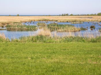 Trail On foot Zingst - Möwe-Weg - Photo