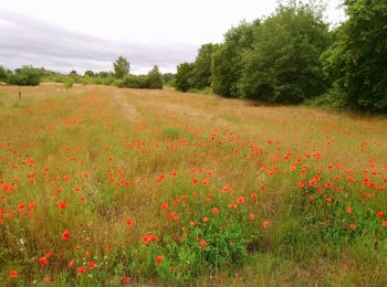 Tour Wandern Saint-Georges-sur-Cher - Saint-Georges-sur-Cher - les Magasins la Vallée Pitrou la Poterie - 6.8km 80m 1h40 - 2020 06 21 - Photo