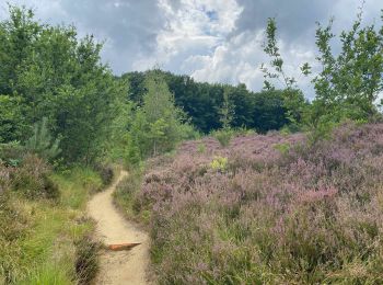 Percorso Marcia Aarschot - SGR Hageland: de Aarschot à Wezemaal - Photo