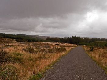 Percorso A piedi South Lakeland - Carron Crag Trail - Photo