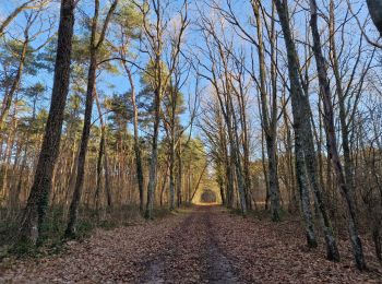 Randonnée Marche Nogent-sur-Vernisson - les Barres 45 Nogent sur Vernisson - Photo