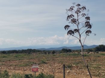 Randonnée Marche Vingrau - Vingrau - Photo