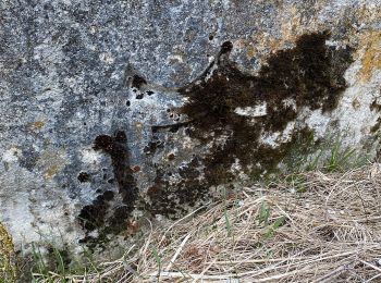 Trail On foot Val-de-Travers - Ferme du Soliat - La Banderette - Photo