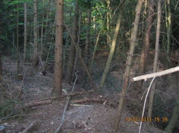 Randonnée A pied Wörth am Rhein - Pfälzerwald Schwarzer Punkt auf weißem Balken (Variante Wörth Nord) - Photo