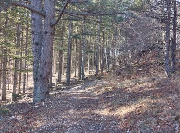 Tocht Stappen Aurel - Pavillon forestier du rat - Photo