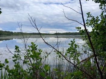 Tour Wandern Nouan-le-Fuzelier - les etangs de lévrys - Photo