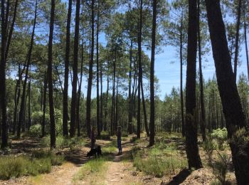 Tocht Stappen Saugnacq-et-Muret - Balade Lili  - Photo