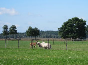 Tour Zu Fuß Ede - schaapkooiroute - Photo
