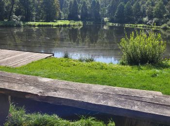 Tour Mountainbike Libin - Ballade Libin - Photo