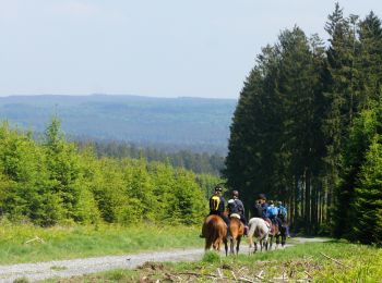 Randonnée Cheval Saint-Hubert - Chevauchée forestière - Photo