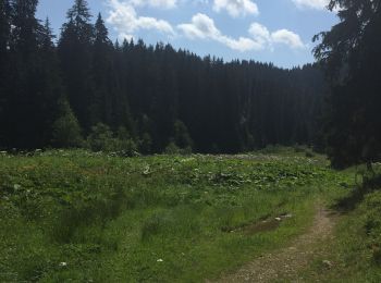 Tour Wandern Morzine - Crêtes aborigènes - Photo