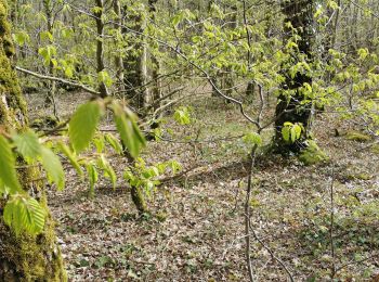 Randonnée Marche Baron-sur-Odon - Baron-sur-Odon 5,6 km - Photo