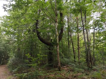 Trail Walking Combrit - Bois de Rescoure. Pont l'abbé. 15/07/20. - Photo