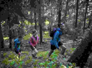 Trail Walking Saint-Paul-le-Froid - SityTrail - Boucle Baraque des bouviers - Photo