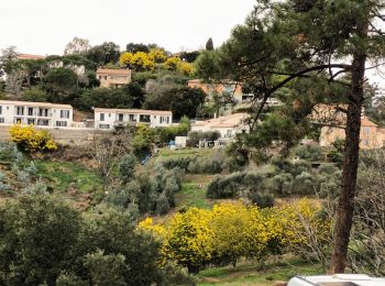 Tocht Stappen Tanneron - Les Mimosas-Tanneron-13-01-2023 - Photo