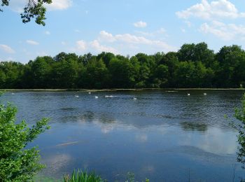 Percorso Marcia Château-la-Vallière - Château-la-Vallière - Lac du Val Joyeux - 6.1km 70m 1h30 - 2023 06 07 - Photo