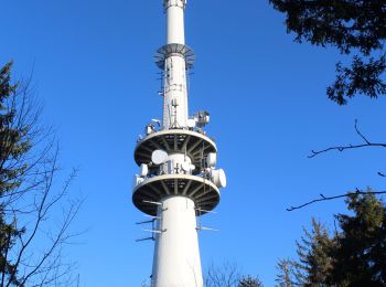 Tocht Te voet Zell am Harmersbach - Unterharmersbach - Schwarzenbachsattel - Photo