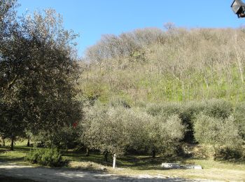 Trail On foot Lozzo Atestino - Sentiero del Monte Lozzo - Photo