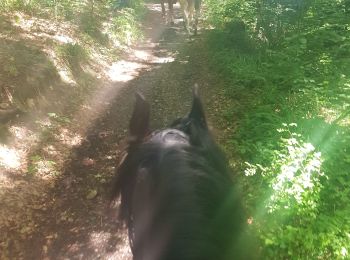 Randonnée Randonnée équestre Dalhem - Bois de mortroux - Photo