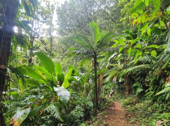 Excursión Senderismo Le Morne-Rouge - Trace des jesuites - Photo