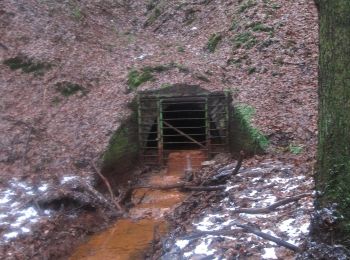 Trail On foot Neunkirchen-Seelscheid - Kräuterweg - Photo