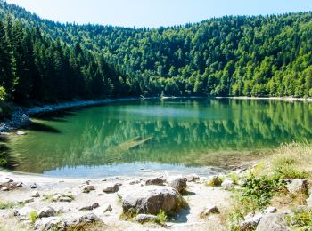 Randonnée V.T.T. La Bresse - La Bresse : CIRCUIT VTT N°14 - LE LAC DES CORBEAUX - Photo