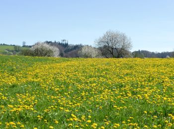 Trail On foot Nottwil - Sempachersee-Moosweg - Photo