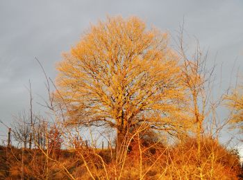 Tocht Te voet Aken - IndeRoute - Photo