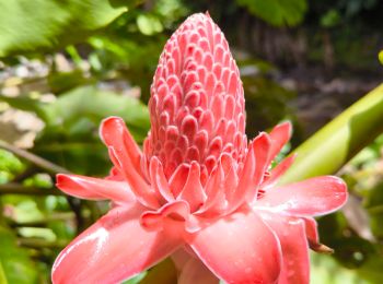 Percorso Marcia Petit-Bourg - Guadeloupe - Canyon Moustique - Photo