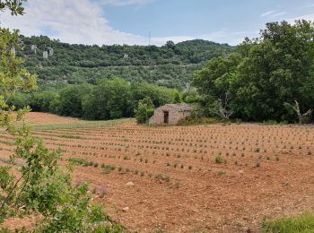 Trail Walking Montclus - Monclus-Boucle de Cèze - Photo