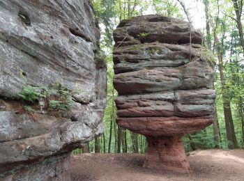 Randonnée Marche Münchweiler an der Rodalb - Pirmasens - Felsenwald - Photo