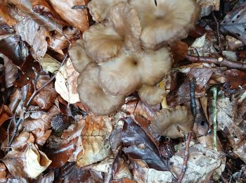 Tocht Stappen Bouisse - trompette et girolles en tubes  - Photo