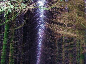 Percorso A piedi  - Ballypatrick Forest Trails - 2 Glenmakeeran Trail - Photo