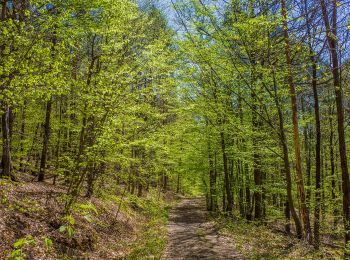 Percorso A piedi Ebern - Lauftour EBN3 - Photo