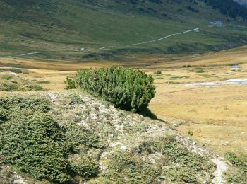 Randonnée A pied Scuol - Alp Astras - Plan d'Immez - Photo