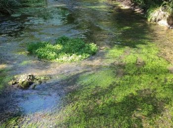 Tour Wandern Neuville-sur-Vanne - Neuville sur Vannes  - Photo