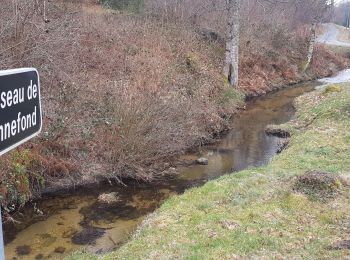 Tour Wandern Bonnefond - Naissance de la Corrèze  - Photo