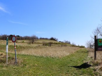 Percorso A piedi Loipersbach im Burgenland - Loipersbach - Kogel (Nordic Walking) - Photo