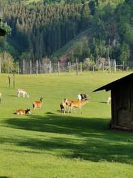 Excursión Senderismo Malmedy - Canyon des Trôs-Marets - Photo
