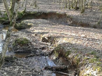 Excursión Senderismo Amance - La Loge-Ville aux Bois (15km) - Photo