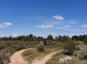 Tocht Stappen Vitrolles - plateau Vitrolles sud est - Photo