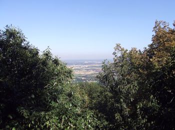 Tocht Te voet Schriesheim - Rundwanderweg Schriesheim 4: Steinbruchweg - Photo