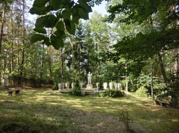 Randonnée A pied Falkenberg - Falkenberg Rundwanderweg 6 - Photo