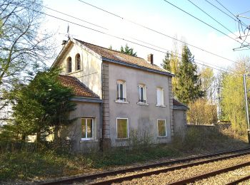 Excursión A pie Bacouel-sur-Selle - Le Parcours du Chevreuil - Photo