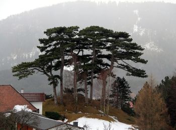 Randonnée A pied Gemeinde Höflein an der Hohen Wand - Legenstein-Runde - Photo