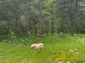 Tocht Stappen Autrans-Méaudre en Vercors - Les Narces 1 - Photo